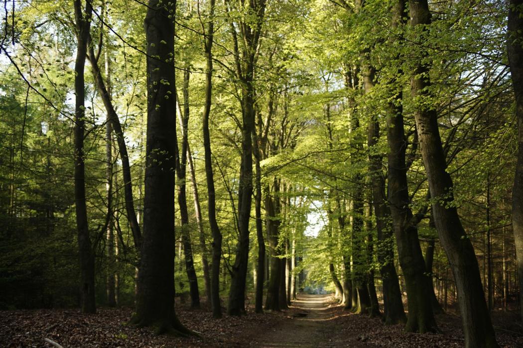 Vanuit Dieren wandel je zo de Veluwe in, het grootste bos van Nederland